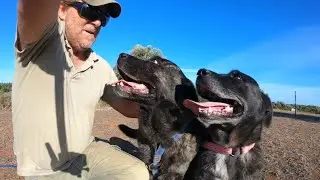 Vídeo do Cão e Cadela Fila de São Miguel @CaniroaPthotelparacaes