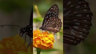 NATURE at it's BEST