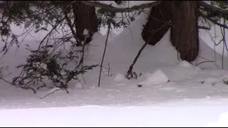 Beautiful Nature and Ambient Music