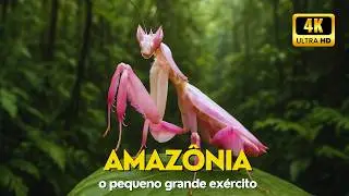 O Mundo Secreto dos Insetos da Amazônia | A Superpotência Secreta da Amazônia