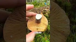 This mushroom&rsquo;s defense is cr@zy!
