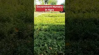 Government Nursery in Agra #shorts #nursery #plants #flowers #governmentnursery #farming #gardening