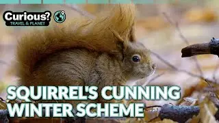 Red Squirrels Secret Survival in Kielder Forest | Inside The Forest: Seasons of Wonder