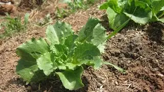 PERMACULTURE MARAICHAGE LEGUMES BIO PLATEAU KIK MARRAKECH MAROC 18 04 2016 MVI 3478