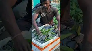 Tissue Culture Laboratory G9 Banana 🍌 Plant #shorts #ytshortsindia #ytshortsvideo #banana