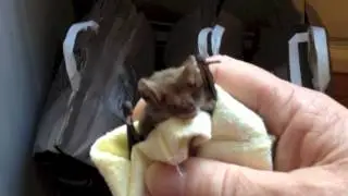 Croissant, Lesser Long-Eared bat