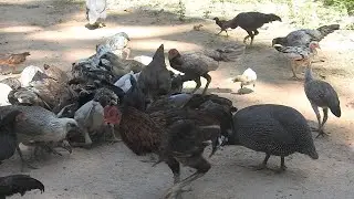 【4K】 Feed chickens food daily [KH Primitive Technology 【HD】12
