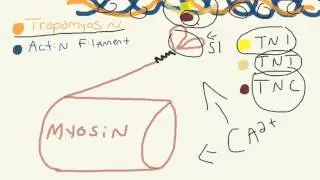 Troponin! What is it?