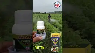 Discover the Power of Gayatri Perfect Plus for Thriving Cotton Crops | Micronutrient Fertilizer