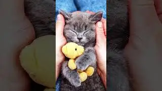How Cats Communicate With Humans?