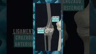 LOS LIGAMENTOS M&Aacute;S IMPORTANTES DE LA RODILLA. #anatomia #rodilla #fisioterapia #ligamentos #cuerpo