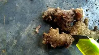 Cara Memotong Bibit Jahe Merah