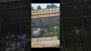 🐦💞 Nature&rsquo;s Sweetest Background Music|#love birds#Evening vibe#viral#trending#nature# sahla palangad