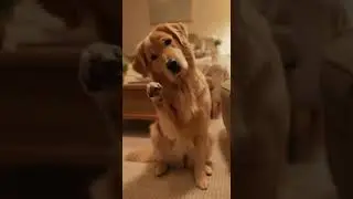🐕😎📸Master 