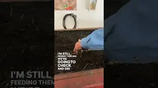 Moving the worms from one location to another. Always lots to do at the worm farm! #wormfarm #worms