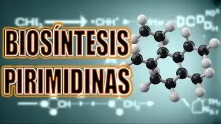 BIOS&Iacute;NTESIS DE PIRIMIDINAS, EL VIDEO QUE NECESITAS PARA APROBAR TU EXAMEN🤑