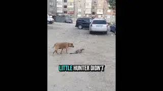 Dog Outsmarts Cat in Epic Chase! #shorts