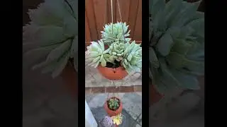 Hanging succulents in coconut shell ! #norcal