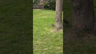 Squirrel running across the field. #nature #wildlife #squirrel