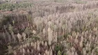 Der Wald von oben | Drohnenflug #02