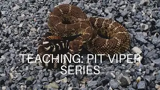Teaching: Pit Viper lecture series: Intro