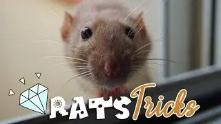 RAT TRICKS • Entraînements / Training ☆