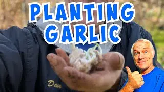 Planting Garlic With DIY Bone Meal