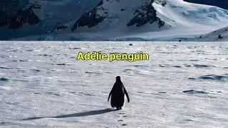  பெங்குயின் ஏன் அப்படி சென்றது ? # VIRAL  PENGUIN # 'Nihilist Penguin' # வைரல் பெங்குயின்