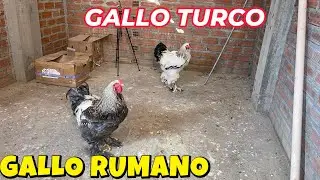 Miren la diferencia de tama&ntilde;o de un brahama TURCO vs RUMANO
