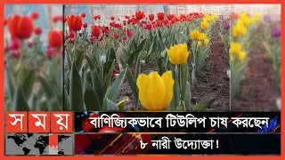 প্রথমবারের মতো টিউলিপের চাষ বাংলাদেশে! | Tulip Cultivation In Bangladesh | Panchagarh | Somoy TV