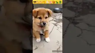 💔How to deal with a dog's death - कुत्ते के 