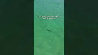 Shark in Clearwater Beach, Florida! #sharks #drone #floridabeach