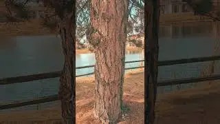 #TreeHugger #Nature
