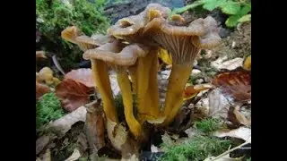 Identifying the Winter Chanterelle, Craterellus tubaeformis, Yellow Legs