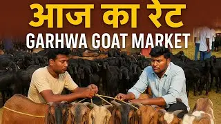 बकरा मंडी 2025 | भारी भीड़ और तगड़े रेट | Garhwa Goat Market | JHARKHAND GOAT SUPPLY 