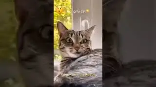 Kung Fu cats compilation #animlas #kungfu #cat #funnycats #pets #funnypets