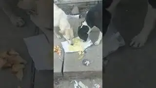 Touching moments with stray dogs# pet lover# viral short#cute #doglover #charlie