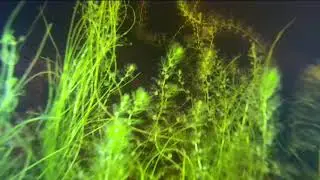 Gladius Underwater Drone First Dive Harris Lake Yarmouth Nova Scotia