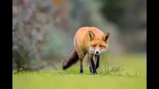 EL PEQUE&Ntilde;O ZORRO [🎧]