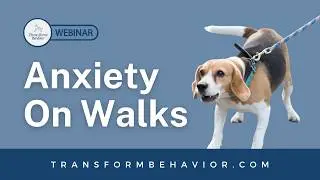 Help My Dog Has Anxiety On Walks: URBAN Edition