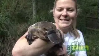 Travel Australia. Platypus, Only in Australia
