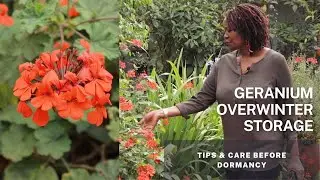Overwinter preparation for your Geraniums - Tips and care for these tender plants before dormancy.