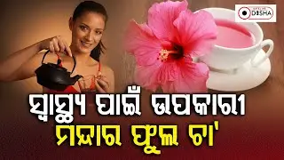 The Benefits Of Red Hibiscus(Mandar) Flower