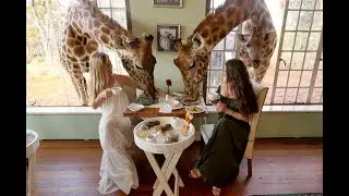 Giraffe Manor, Kenya