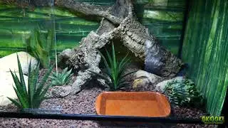 TERRARIO ARIDO para SERPIENTES 🌵🐍