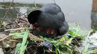A young Coot family feeding in London in nest