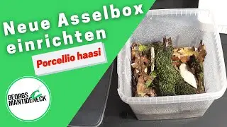 Einrichtung der Asselbox für Porcellio haasi „high yellow“