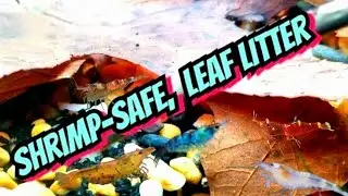 Safely Forage Local Leaves For Your Shrimp Tank! Catappa Leaf Alternates for Neocaridina & Caridina