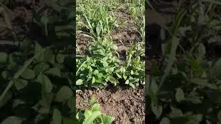 My Farm black gram (maah) and Sugar Gain plants