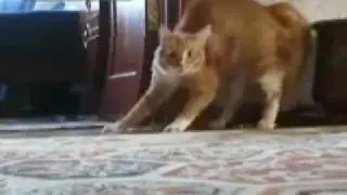 Thriller Cat...wait for it.